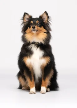 Collare con cuori Liu Jo Pets