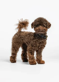 Collare con cuori Liu Jo Pets