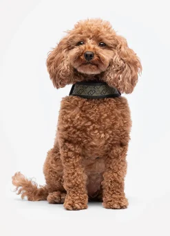 Pettorina Liu Jo Pets