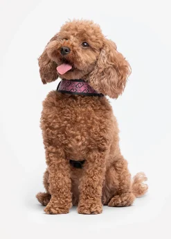 Pettorina Liu Jo Pets