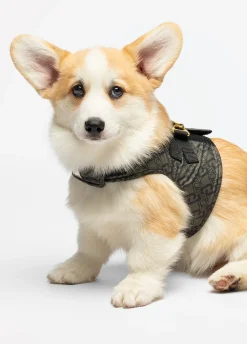 Pettorina Liu Jo Pets