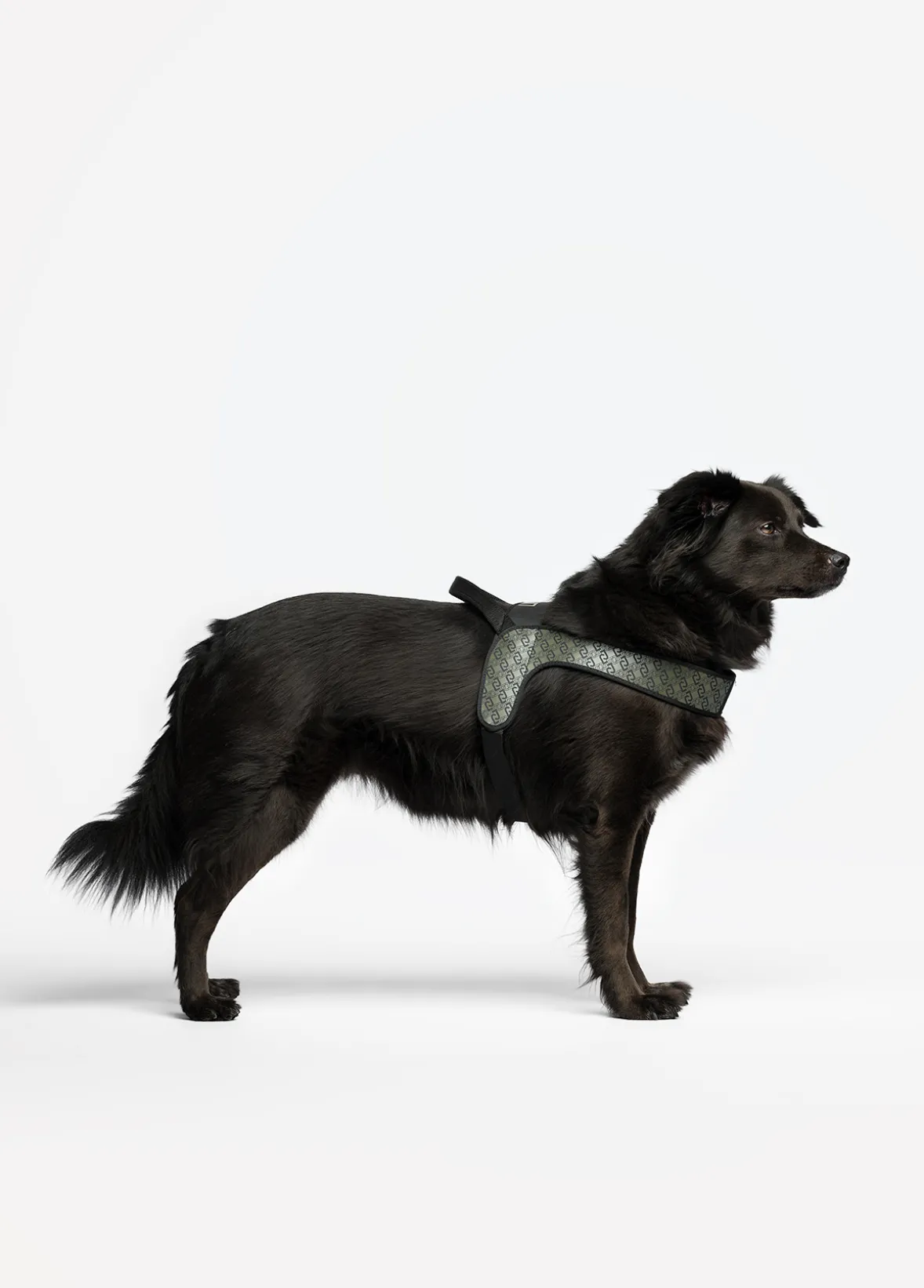 Pettorina taglia grande Liu Jo Pets