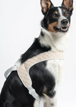 Pettorina taglia grande Liu Jo Pets